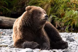 Gấu mẹ cứu người khỏi sư tử núi