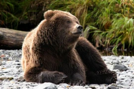 Gấu mẹ cứu người khỏi sư tử núi