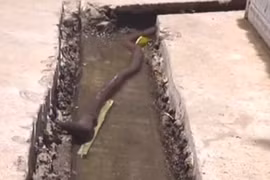 Hoảng hốt phát hiện giun đất to như rắn