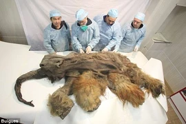 Phát hiện xác ướp voi ma mút 10.000 năm tuổi