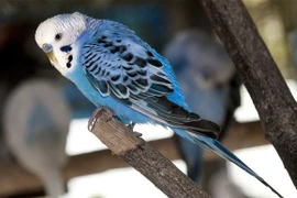 Chú vẹt bị lạc tự nói địa chỉ nhà