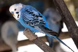 Chú vẹt bị lạc tự nói địa chỉ nhà