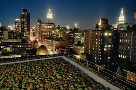 Khám phá những khu vườn trên cao tuyệt đẹp