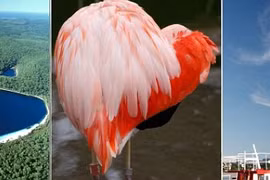 Những trái tim của tạo hóa thiên nhiên