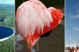 Những trái tim của tạo hóa thiên nhiên