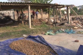 Giật mình với dây chuyền sản xuất ô mai bẩn