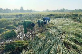 Công an xã Ô Diên giúp dân gặt lúa