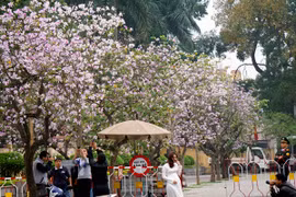 Dáng hình cô gái Thái trong loài hoa ban trên đường Hà Nội