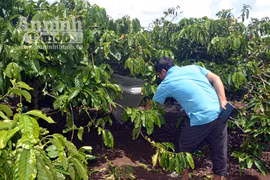 Nghi án bé gái 7 tuổi bị hiếp dâm, vứt xác trong vườn cà phê