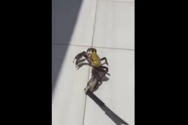 Xem clip "Cua trốn nồi múa dao chạy khỏi nhà hàng"