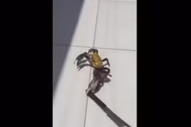 Xem clip "Cua trốn nồi múa dao chạy khỏi nhà hàng"