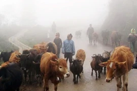 Hỗ trợ các hộ dân có trâu bò bị chết do rét