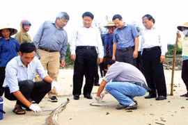 Kết luận ban đầu vụ cá chết: Có thể do độc tố có độc lực mạnh