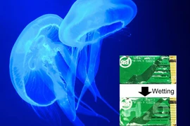 Mã hóa thông tin mật bằng da sứa