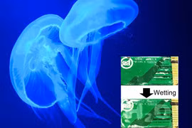 Mã hóa thông tin mật bằng da sứa