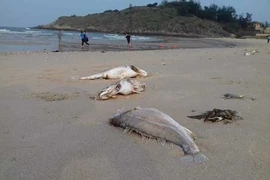 Cá chết hàng loạt không phải do động đất, sóng thần hay tràn dầu