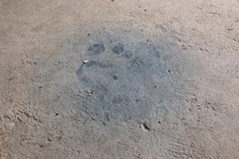 Thảm án tại Quảng Ninh: Phát hiện hàng loạt dấu tay, chân nghi của kẻ sát hại 4 bà cháu