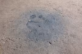 Thảm án tại Quảng Ninh: Phát hiện hàng loạt dấu tay, chân nghi của kẻ sát hại 4 bà cháu