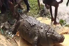 Cá sấu béo phì chết vì ăn quá nhiều đồ hiến tế