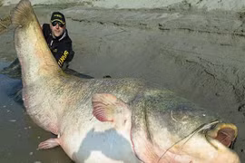 Bắt được “quái vật khổng lồ” có thể nuốt chửng một con người