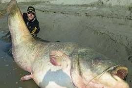 Bắt được “quái vật khổng lồ” có thể nuốt chửng một con người