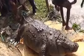 Cá sấu béo phì chết vì ăn quá nhiều đồ hiến tế