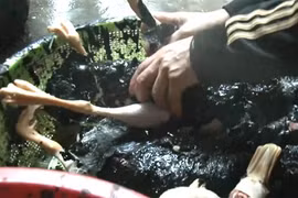 Dùng nhựa thông giết mổ gia cầm có thể bị truy cứu trách nhiệm hình sự