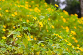 Đến Tản Viên sơn ngắm hoa báo đông