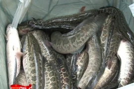 Thêm một vụ thủy sản Trung Quốc nhập lậu bị Công an Hà Nội phát hiện