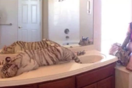 Mỹ: Để hổ đi lại trong nhà, bà mẹ bị cảnh sát bắt giữ 