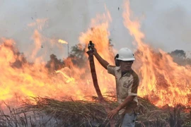 Cháy rừng, Indonesia mất 16 tỷ USD trong năm 2015