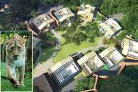 Dịch vụ "ngủ cùng" sư tử