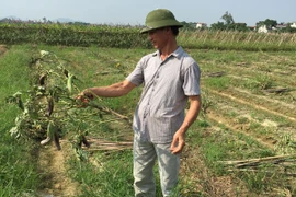 Nông dân méo mặt vì cà tím hóa... cà "ma"