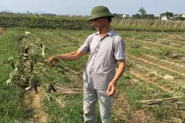 Nông dân méo mặt vì cà tím hóa... cà "ma"