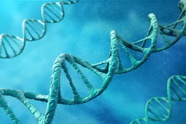 Cơ chế hoạt động của gene gây béo phì