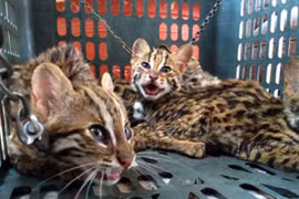 Mở trang trại nuôi động vật hoang dã để... tiện buôn bán