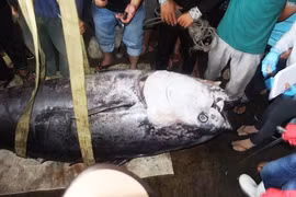 Những lần đưa "thủy quái" lên bờ của cần thủ, ngư dân Việt