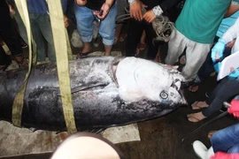 Những lần đưa "thủy quái" lên bờ của cần thủ, ngư dân Việt