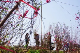 "Thủ phủ" đào Nhật Tân chiều 30 Tết Bính Thân