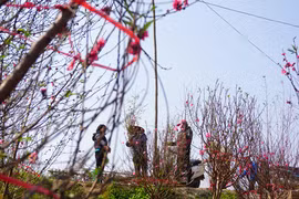 "Thủ phủ" đào Nhật Tân chiều 30 Tết Bính Thân