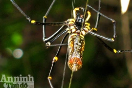  Mắt thần của núi