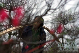 Lo ngay ngáy vì đào quá đẹp