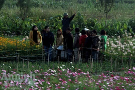 Một kiểu chơi hoa ở chốn thị thành