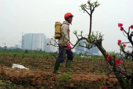Những cánh đào trốn chạy đồng tiền
