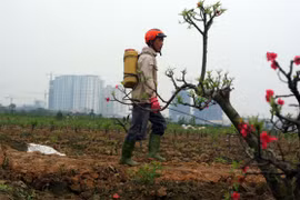 Những cánh đào trốn chạy đồng tiền