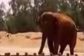 Ma rốc: Bé gái tử vong vì bị voi ném đá trúng đầu 