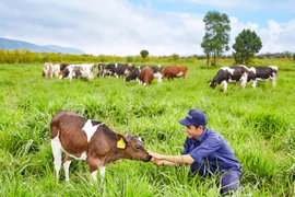 Vinamilk đạt chứng nhận trang trại bò sữa organic đầu tiên tại Việt Nam