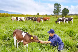 Vinamilk đạt chứng nhận trang trại bò sữa organic đầu tiên tại Việt Nam