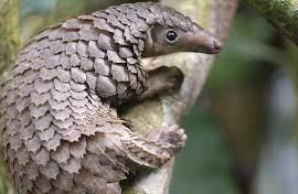 Truy tố nhóm đối tượng buôn bán gần 1.000kg sản phẩm động vật quý hiếm 