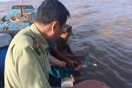 Con vích nặng 7 kg được thả về với biển thiên nhiên